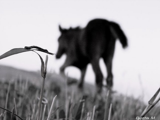 © Berta Martirosyan - Goodbye my lover...