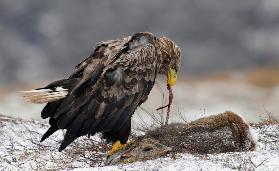 © Harry Eggens - Big Meal