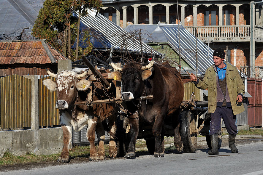 © moldovan marin - *