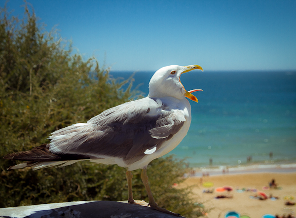 © Pierre M - Bird_Portret