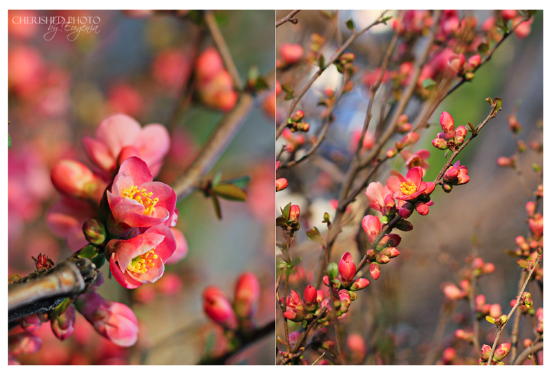 © Eugenia Cherished - Spring blossom