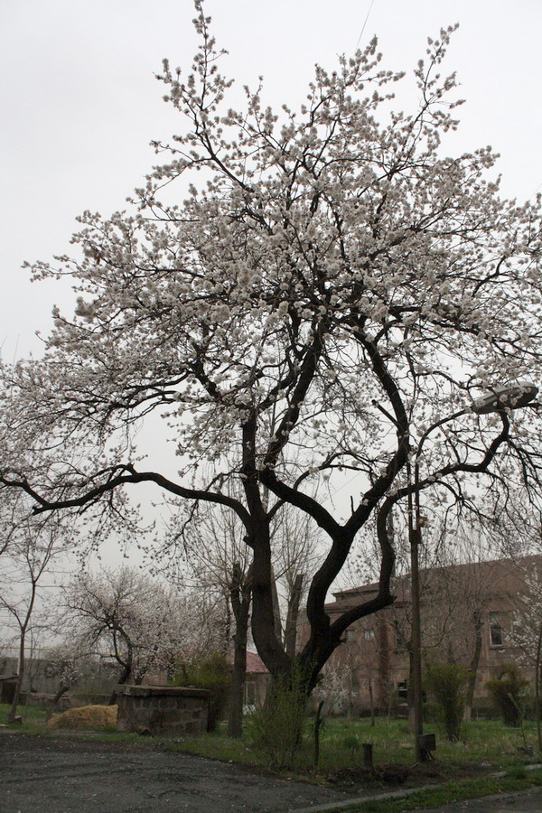 © Artak Gevorgyan - Apricot Tree