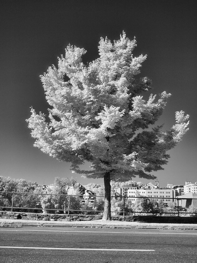 © Jean-Francois Dupuis - Tree