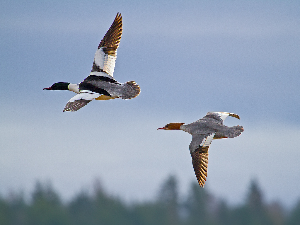 © Børre Eirik Helgerud - Goosand