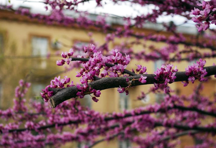 © Khachatur Martirosyan - Violet tree