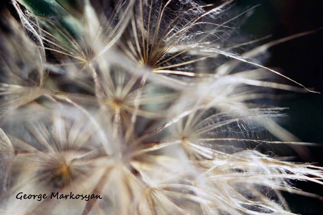 © George Markosyan - Dandelion