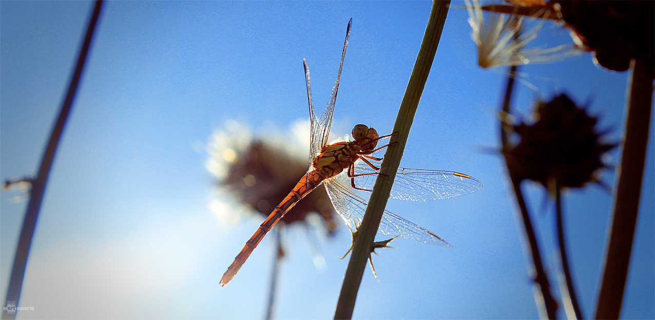 © martikworld - Humeur d'une libellule...