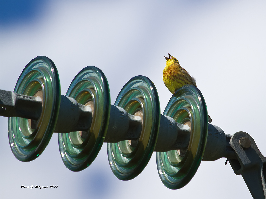 © Børre Eirik Helgerud - Bird singing!!!!