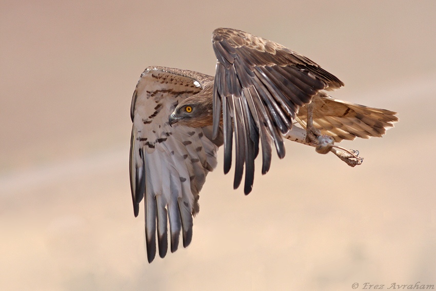 © erez avraham - Short Toed Eagle