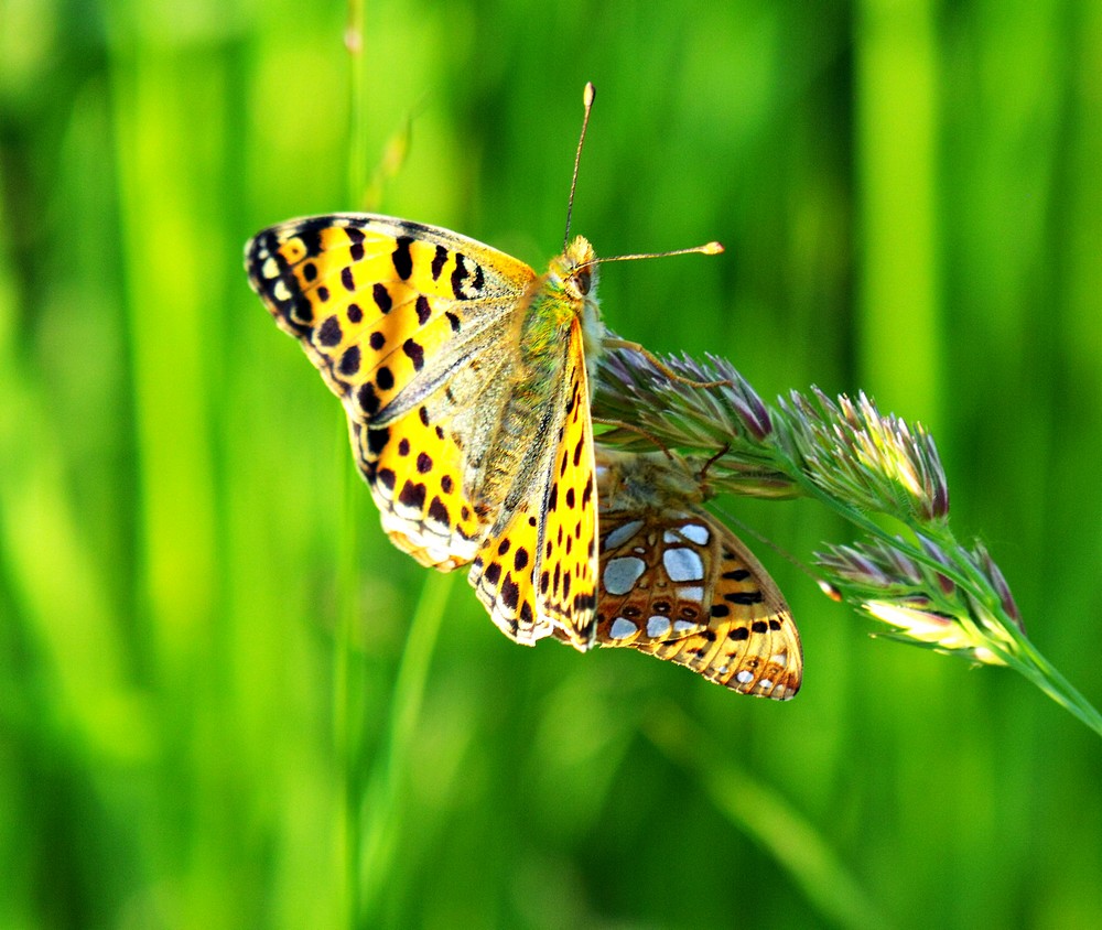 © Petró Emőke - butterfly