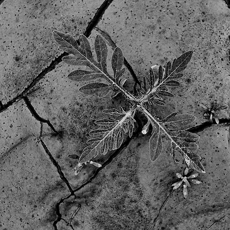 © Jean-Francois Dupuis - Leaf