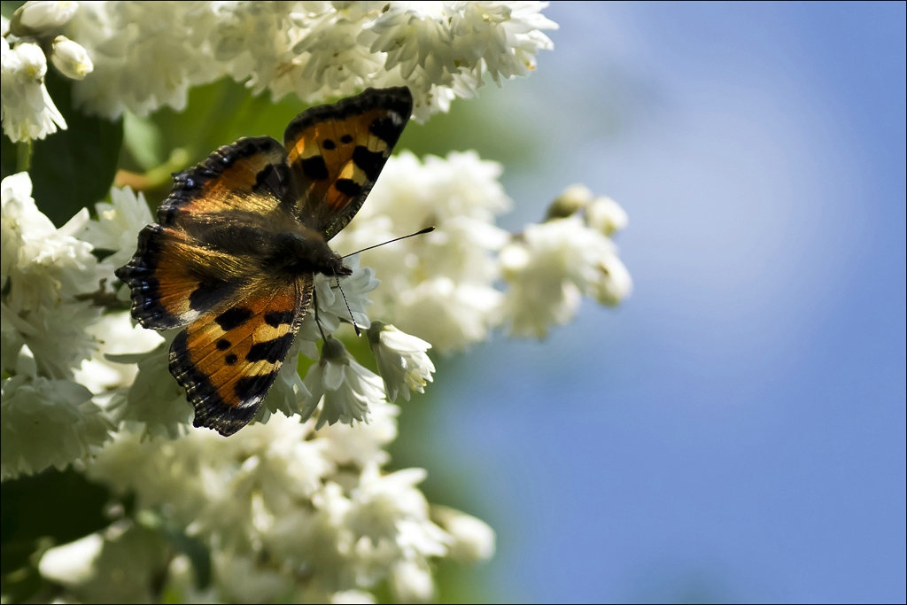 © Carola Gregersen - Butterfly