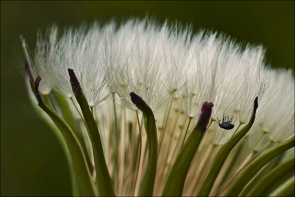 © Carola Gregersen - Dandelion