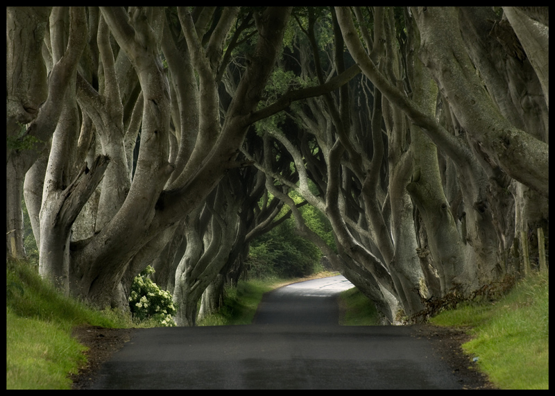 © Grzegorz Gluchy - The Dark Hedges