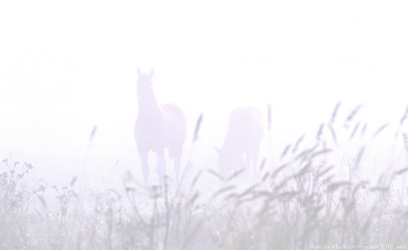 © Vladislav Potyakov - White& Horse