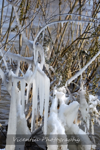 © Vicentiu Horincar - Frozen Nature