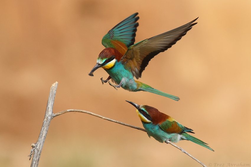 © erez avraham - beeeater