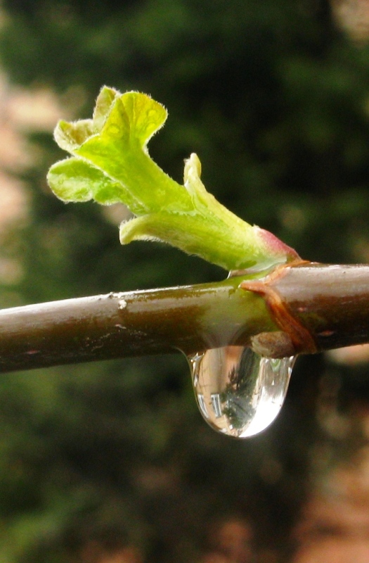 © Anna Bukina - REFLECTION IN THE DROP