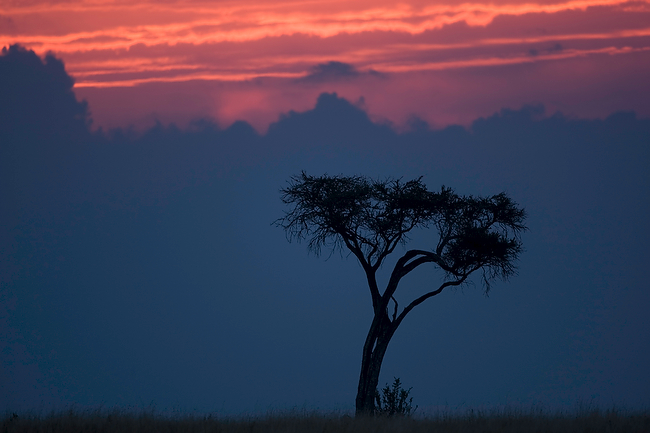 © Paco Feria - Acacia