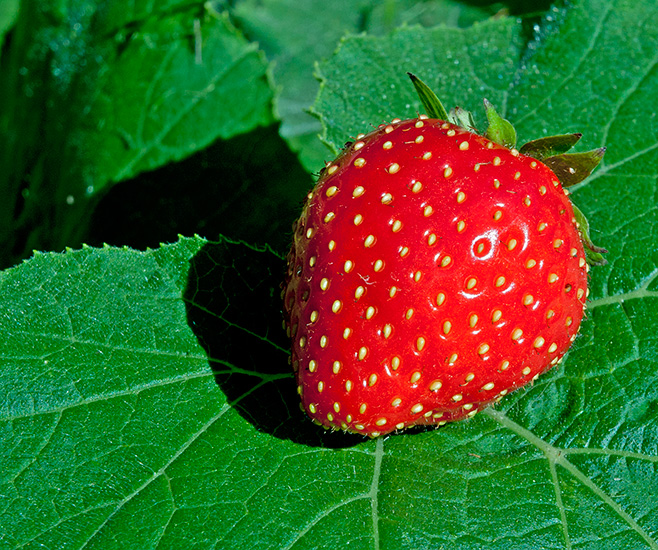 © Lynn Herrick - Strawberry