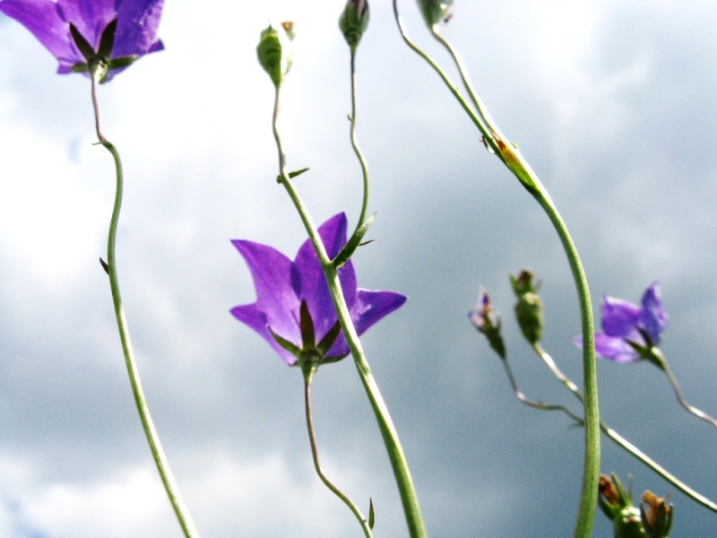 © Anna Bukina - IN EXPECTATION OF THE RAIN