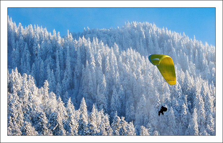 © Leonard Petraru - flight above the forest of silver