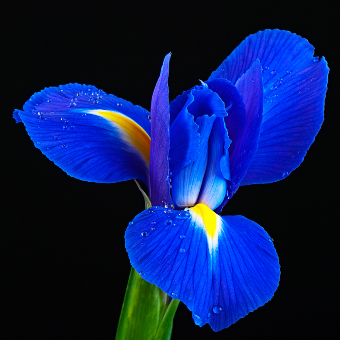 © Sandy McLachlan - An Iris