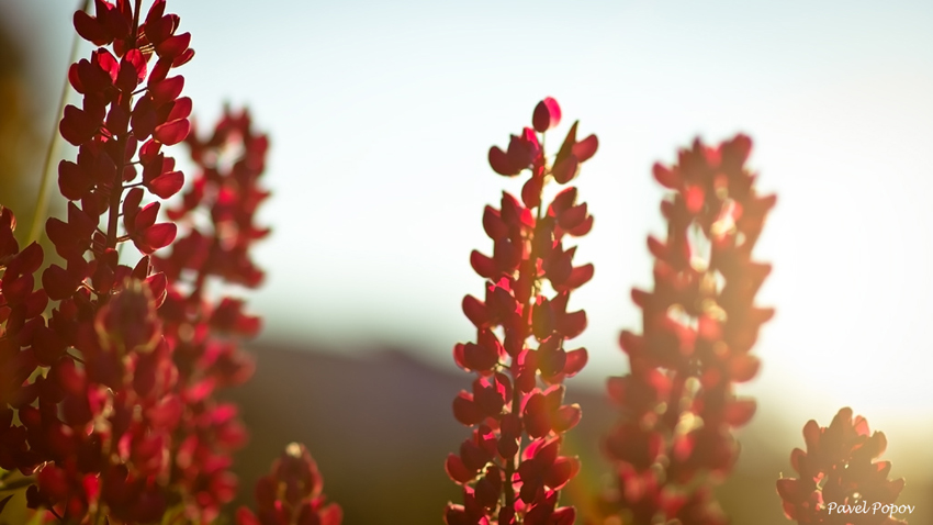 © Pavel Popov - Sunny flower — Lupine