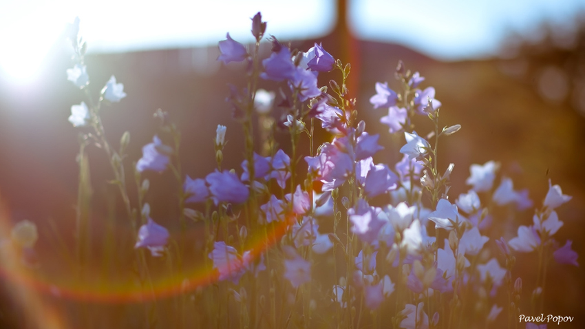 © Pavel Popov - Sunny flower — Bellflower