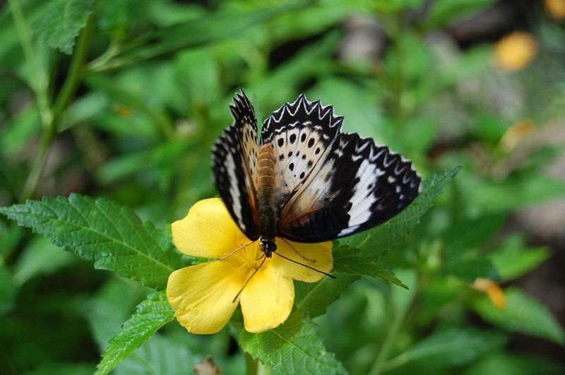 © lucia krajnak - butterfly