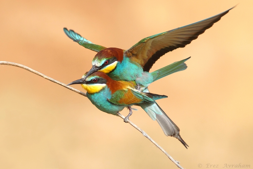 © erez avraham - beeeater