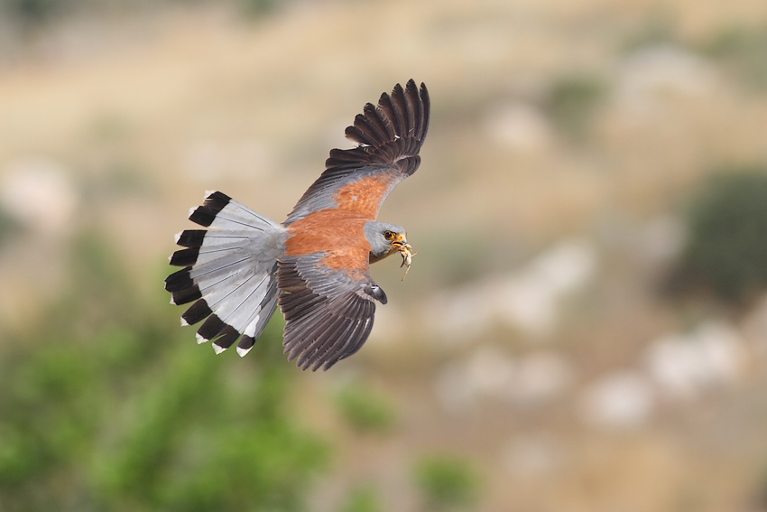 © erez avraham - lesser kestrel