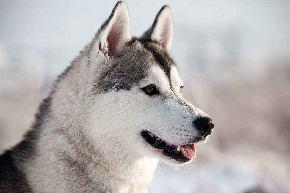 © Сергей Ларичев - Siberian Huskies