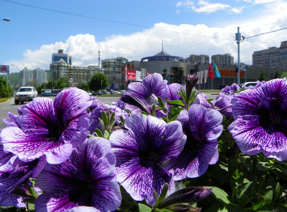 © Евгений Маслобойников - Town flowers...