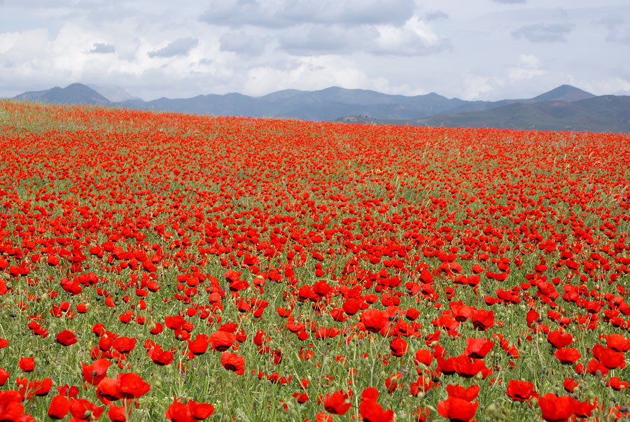 © Anvar Khodzaniyazov - Poppies