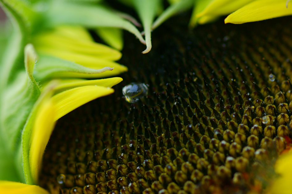 © Halyna Malone - Sunflower