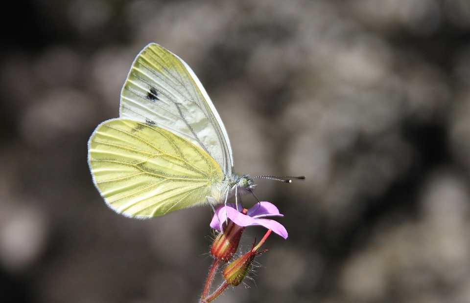 © Aina Jerstad - Butterfly