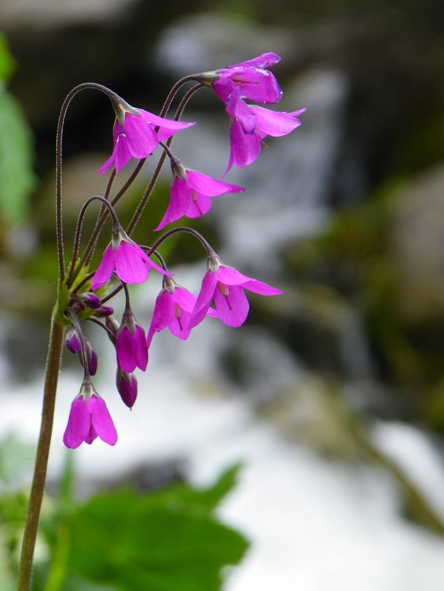 © Евгений Маслобойников - Flower by the stream...