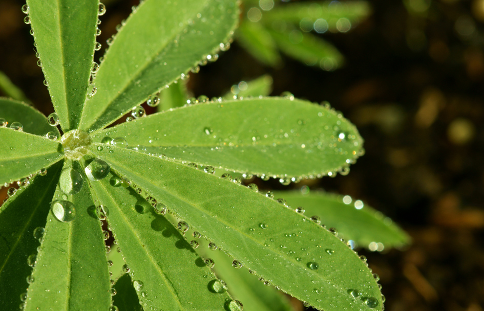 © Halyna Malone - dewdrops