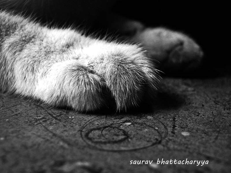 © Saurav Bhattacharyya - paw