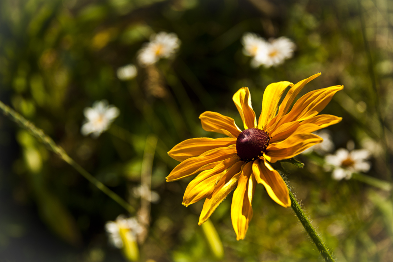 © Mikhail Kulin - The Flower