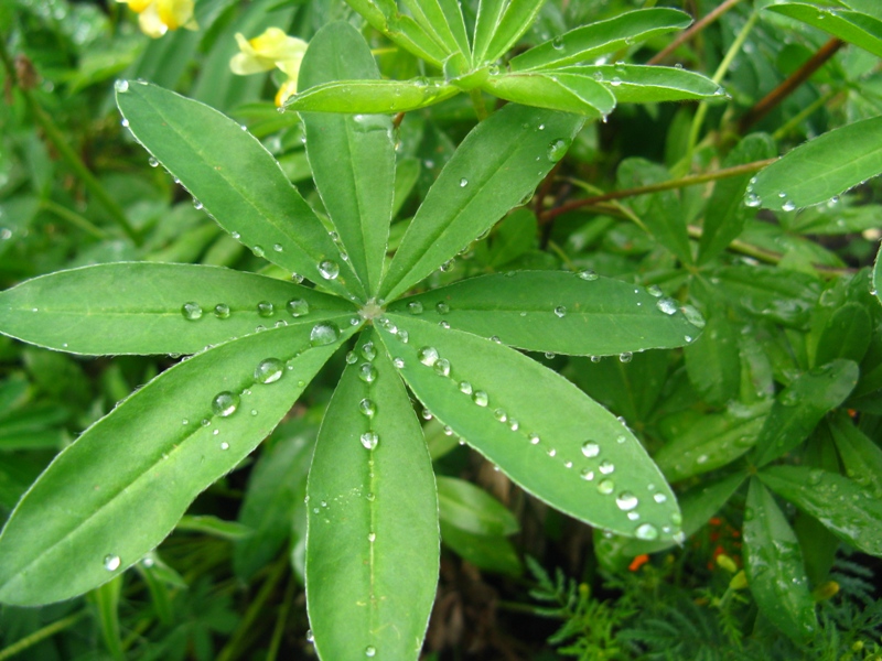 © Anna Bukina - AFTER THE RAIN 2