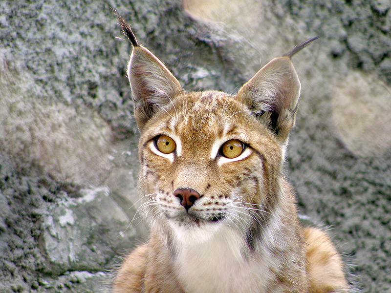 © Sergei Talykov - Moscow Zoo