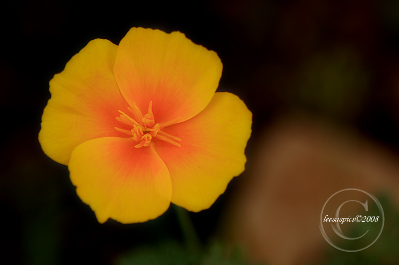 © Heidi Miller - California Poppy