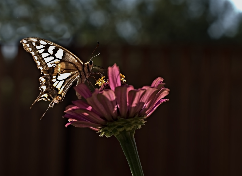 © Dmitry Kachalkov - butterfly