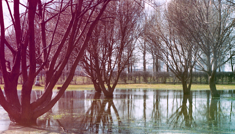 © Valeriya Lisitsa - Watertree