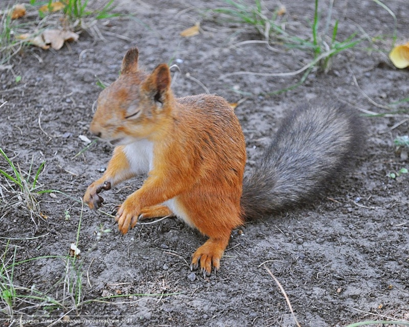 © Zina Ter-Pogosyan - laughing squirrel