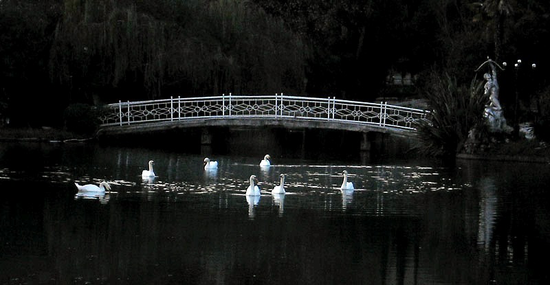 © alexej pavelchak - Swans