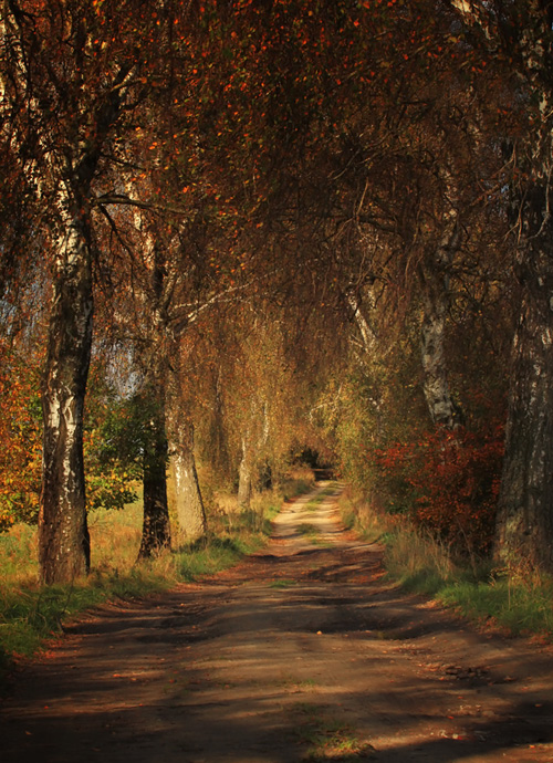 © Magdalena Szurek - Polish autumn