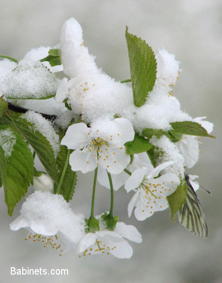 © Oleg Babinets - Butterfly under the snow (бабочка под снегом)